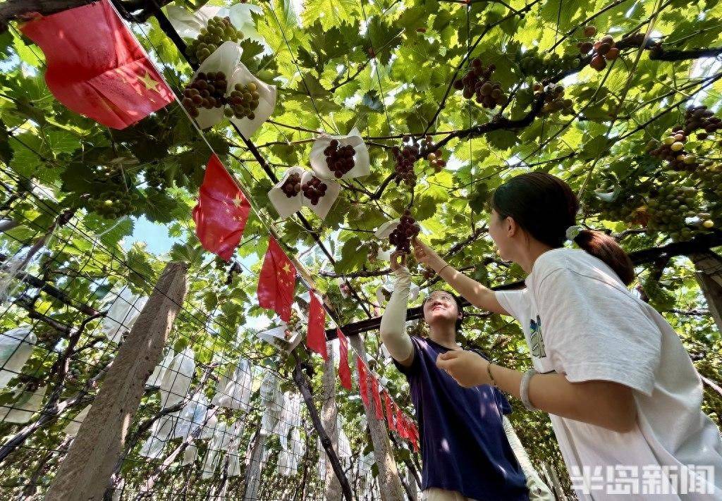 青島故事｜“遮雨棚”，讓果農吃到甜頭更有奔頭:遮雨棚